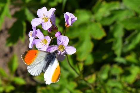 Orange tip butterfly on a cuckooflower plant